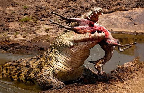 Eddy and Pam Lane Photography | Home Page | Nile Crocodile with Prey Mara