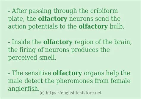 "olfactory" in sentences? - EnglishTestStore Blog