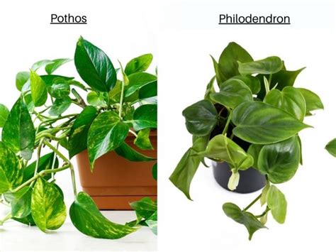 Pothos vs. Philodendron: Differences [Pictures + Identification] | Gardenine