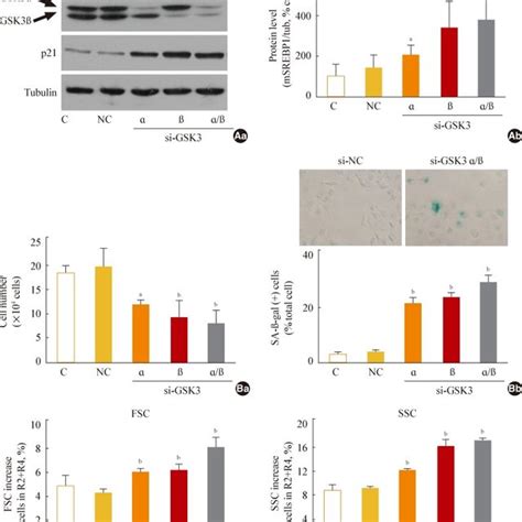 Glycogen synthase kinase 3 (GSK3) knockdown induces senescence,... | Download Scientific Diagram