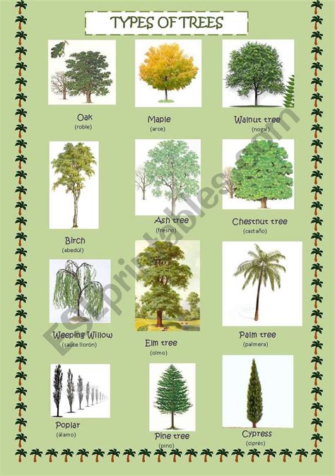 Types of trees - ESL worksheet by neska10