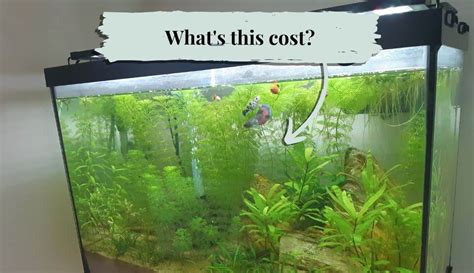 Can You Put Aquarium Salt in a Planted Tank? (Tolerance, Risks)