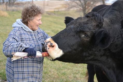 Cows Eating Colorful Corn | Cow, Herding cattle, Farm life