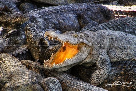 Crocodile from Croc farm in Battambang Cambodia