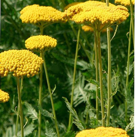 ‘Coronation Gold’ yarrow - Fine Gardening