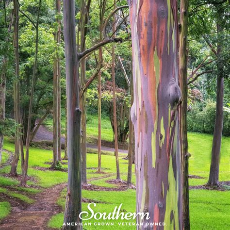 Eucalyptus, Rainbow Gum Tree (Eucalyptus deglupta) - 100 Seeds - Southern Seed Exchange