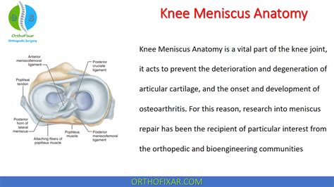 Meniscus Ligament Knee Anatomy