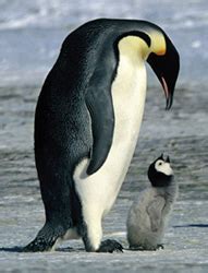 Pictures Of Animals That Live In Antarctica - PictureMeta