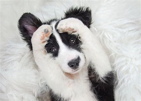 63+ Border Collie Puppy Information - l2sanpiero