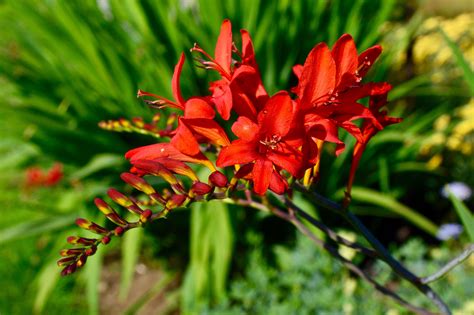 Crocosmia Lucifer | New england garden, Crocosmia lucifer, Crocosmia