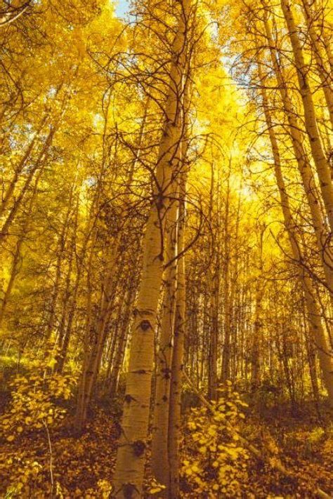 Forest Plants, Tree Forest, Pando Tree, Celtic Traditions, Wow Facts, Free Mind, Aspen Trees ...