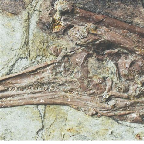 Rear portion of skull of Peloroplites cedrimontanus CEUM 26331.5: A,... | Download Scientific ...