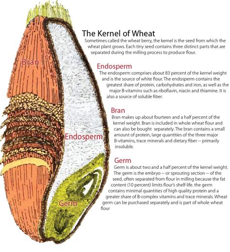 Illustration of a Kernel of Wheat | Wheat, Healthy flour, Wheat berries