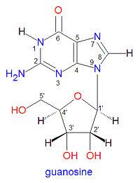 Guanosine - encyclopedia article - Citizendium