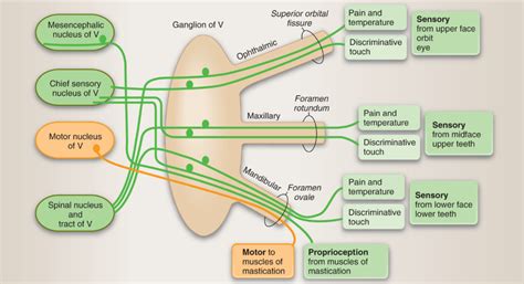 ️ Trigeminal nerve branches. Trigeminal neuropathies in dogs. 2019-01-20