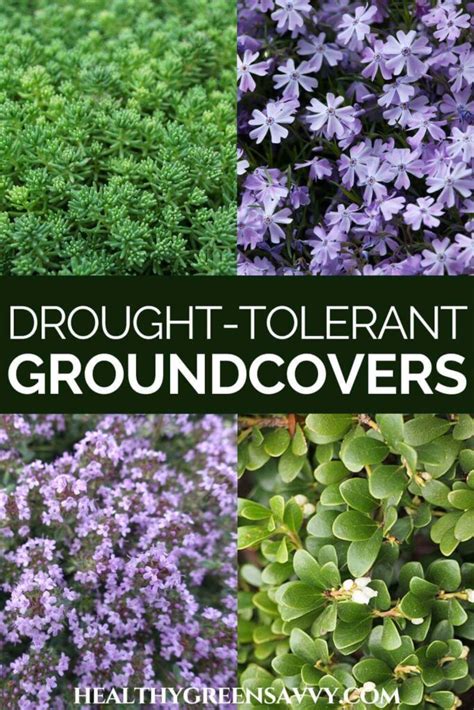 14 Drought-Tolerant Ground Covers Perfect for Drier Climates