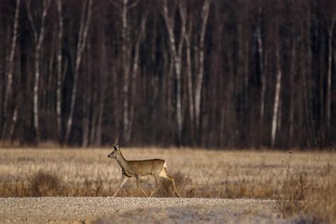 Premium Photo | Deer walking in forest