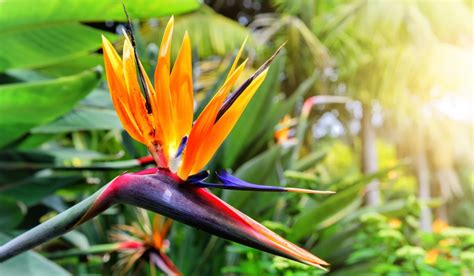 Strelitzia Reginae: Types, Growth, and Maintenance