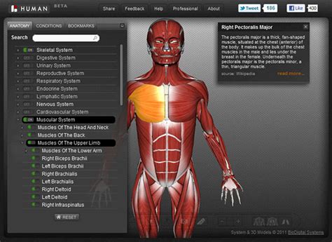 Free Interactive 3D Human Anatomy Atlases - All Things Gym