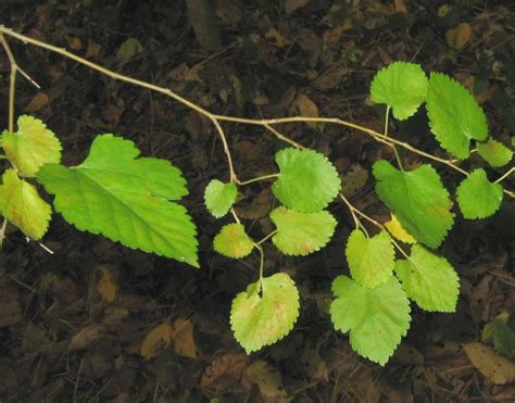 Morus alba (white mulberry): Go Botany