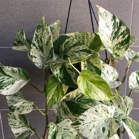 Pothos Queen Marble - Pothos Plant