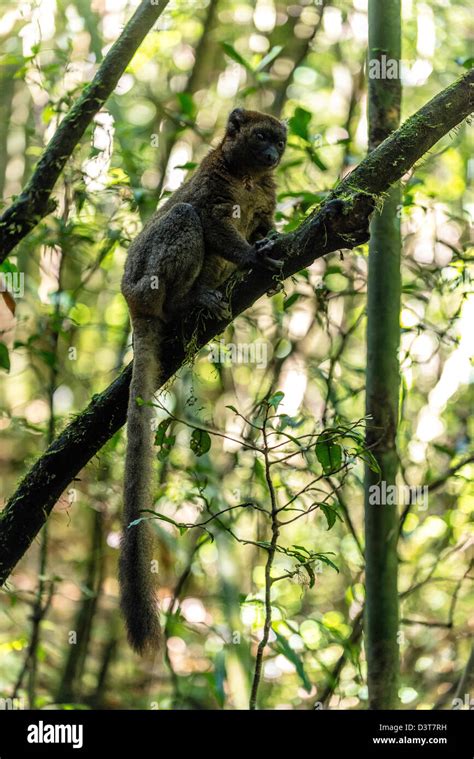 The greater bamboo lemur (Prolemur simus) Madagascar Stock Photo - Alamy