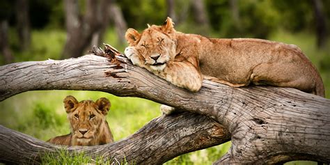 Masai Mara National Reserve | Masai Mara, Kenya Masai Mara - Lonely Planet