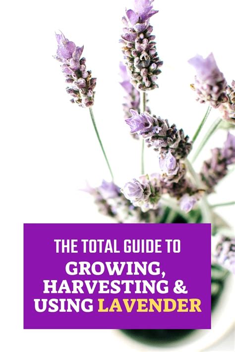 Growing Harvesting and Using Lavender - Gardening Soul