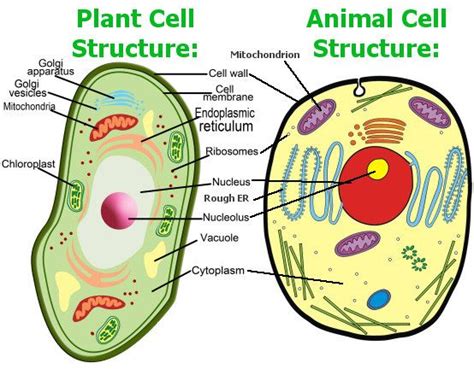 Animal Cell Model Diagram Project Parts Structure Labeled Coloring ... | Animal cell, Plant and ...