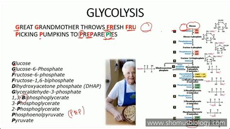 Glycolysis in 3minutes - mnemonic | Glycolysis by Shamus biology | By ...