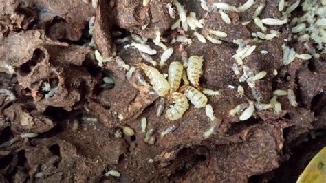 Female Termite Colonies - Silently Smashing the Patriarchy?