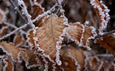 Frost Leaves Wallpapers - Wallpaper Cave