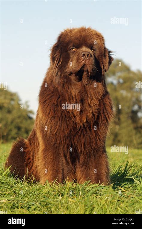 Newfoundland dog brown hi-res stock photography and images - Alamy