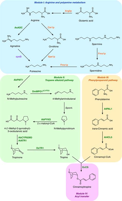 Engineered pathway for de novo biosynthesis of tropane alkaloids in ...