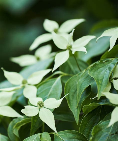 Snow Tower Japanese Dogwood Treeling | Bower & Branch