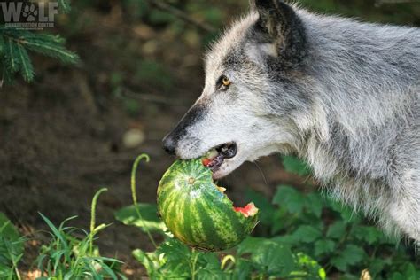 Watermelon-Loving Wolves! | Wolf Conservation Center