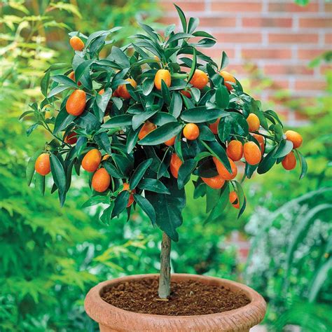 Gurney's 4 in. Pot White Flowers to Orange Fruit Small Calamondin Orange Tree Live Fruiting ...