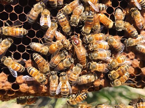 QUEENSPOTTING: HOW TO FIND YOUR QUEEN BEE - Beekeeping Like A Girl