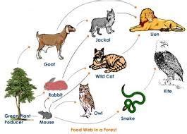 Food Web - GRASSLands