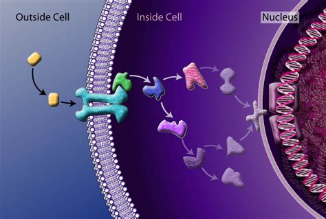 Computational Method Speeds Mapping of Cell Signaling Networks- All ...