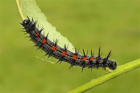 Camberwell Beauty(Nymphalis antiopa)aka the Mourning Cloak in North ...