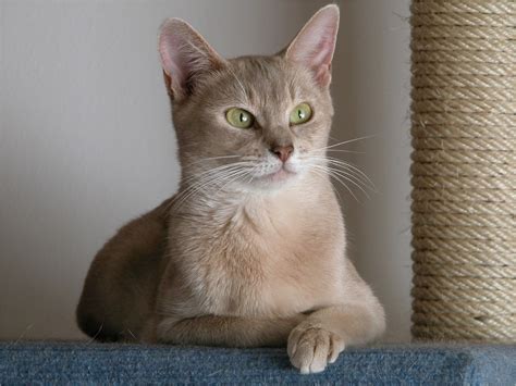 The Abyssinian Cat Breed Information