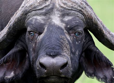 World's first blue-eyed Cape buffalo discovered - Africa Geographic