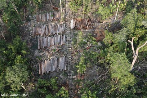 Stacks of rainforest timber in Indonesia