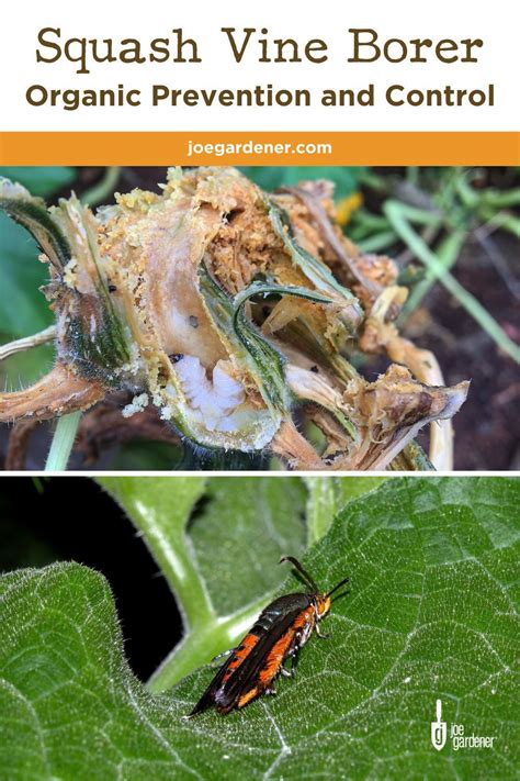 Beautiful and Healthy Squash Plants | joe gardener®