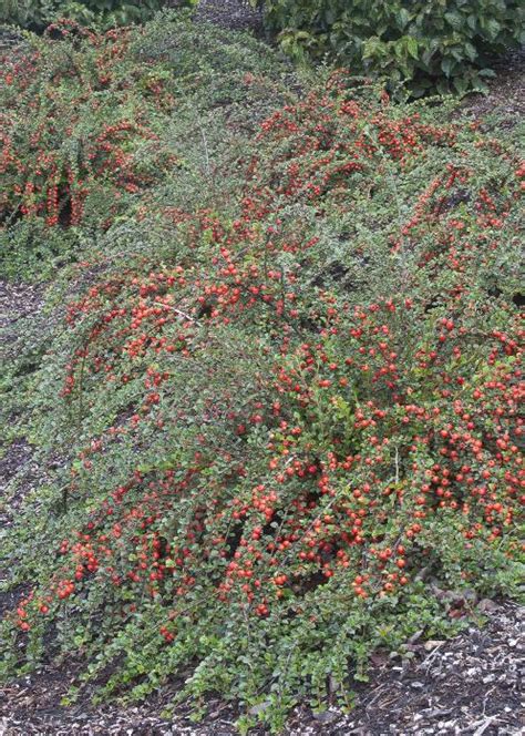 Cotoneaster – Apiculatus #5 - Jerry's Landscape Nursery