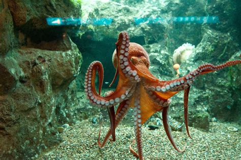 Shedd - giant pacific octopus | Giant pacific octopus, Beautiful sea creatures, Octopus