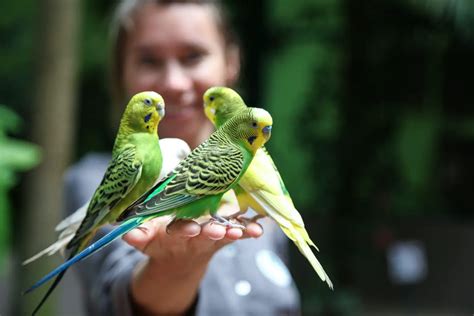 8 magnificent green birds - Birds Coach