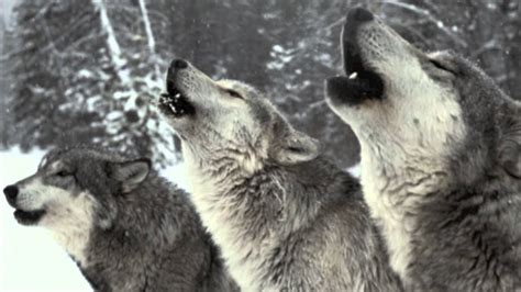 Wolf Pack Howling