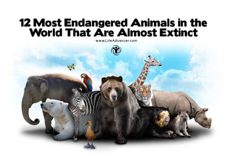 12 Most Endangered Animals in the World That Are Almost Extinct